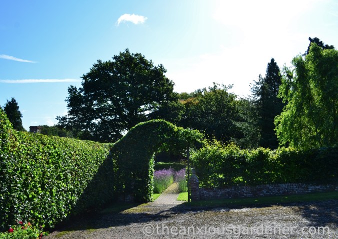 Beech Hedge Arches (1)