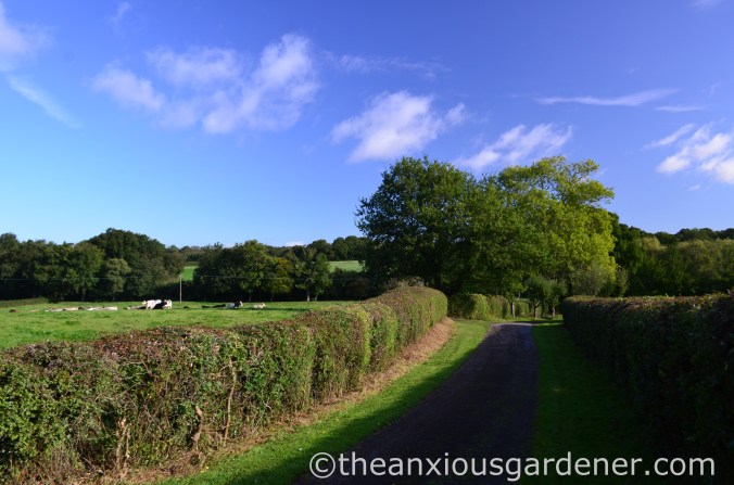 Clipped Mixed Hedging (1)