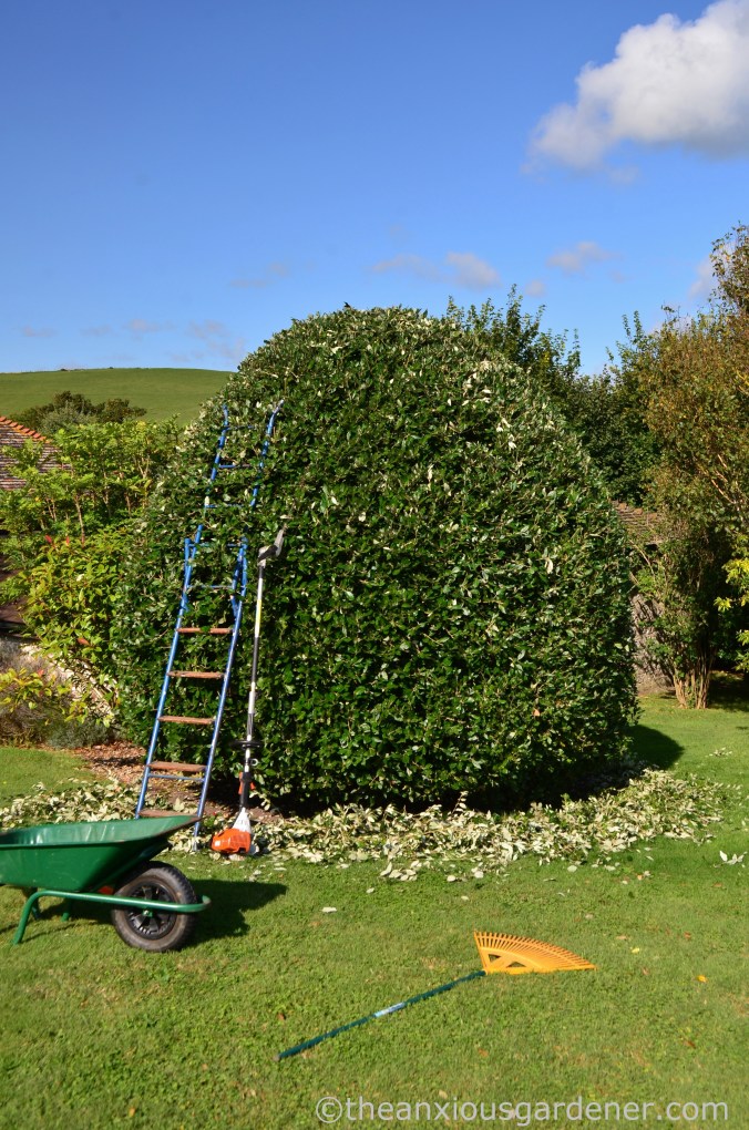 Cutting Holm Oak (1)