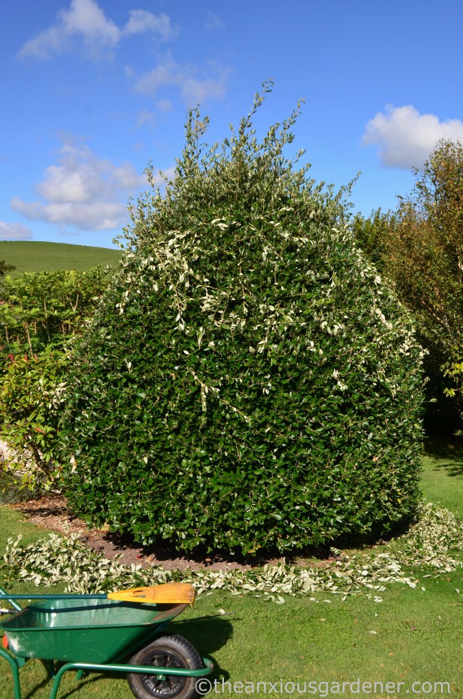 Cutting Holm Oak (3)