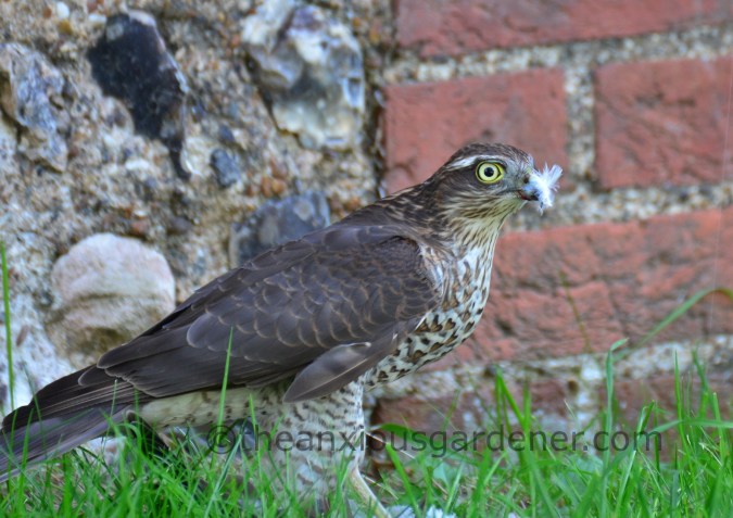 Sparrowhawk (10)