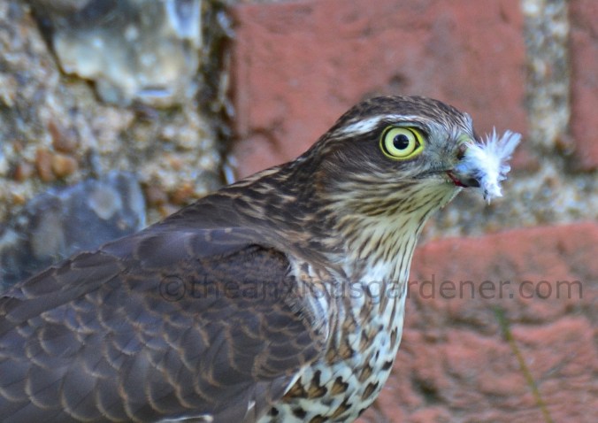 Sparrowhawk (11)