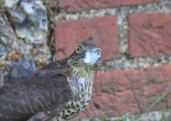 Sparrowhawk (12)
