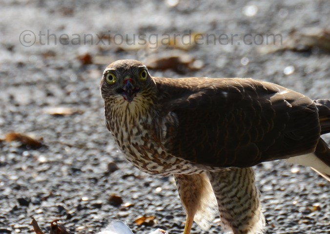 Sparrowhawk (2)