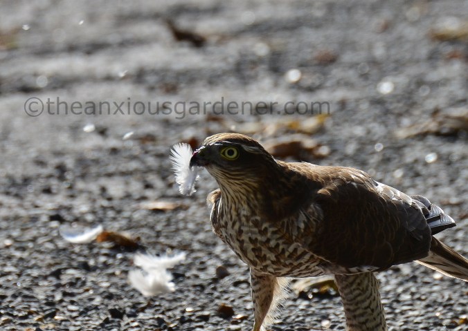 Sparrowhawk (5)