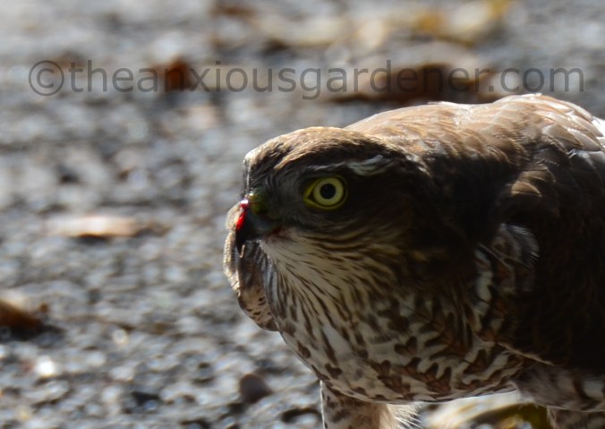 Sparrowhawk (6)