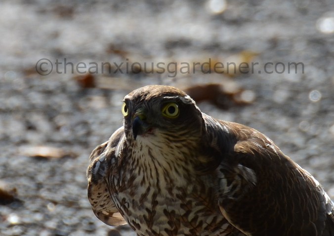 Sparrowhawk (8)