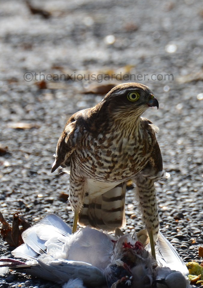 Sparrowhawk (9)