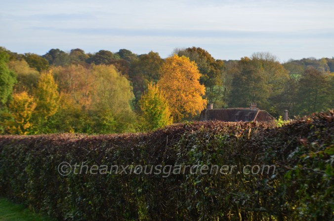 Tulip Tree Liriodendron tulipifera (5)