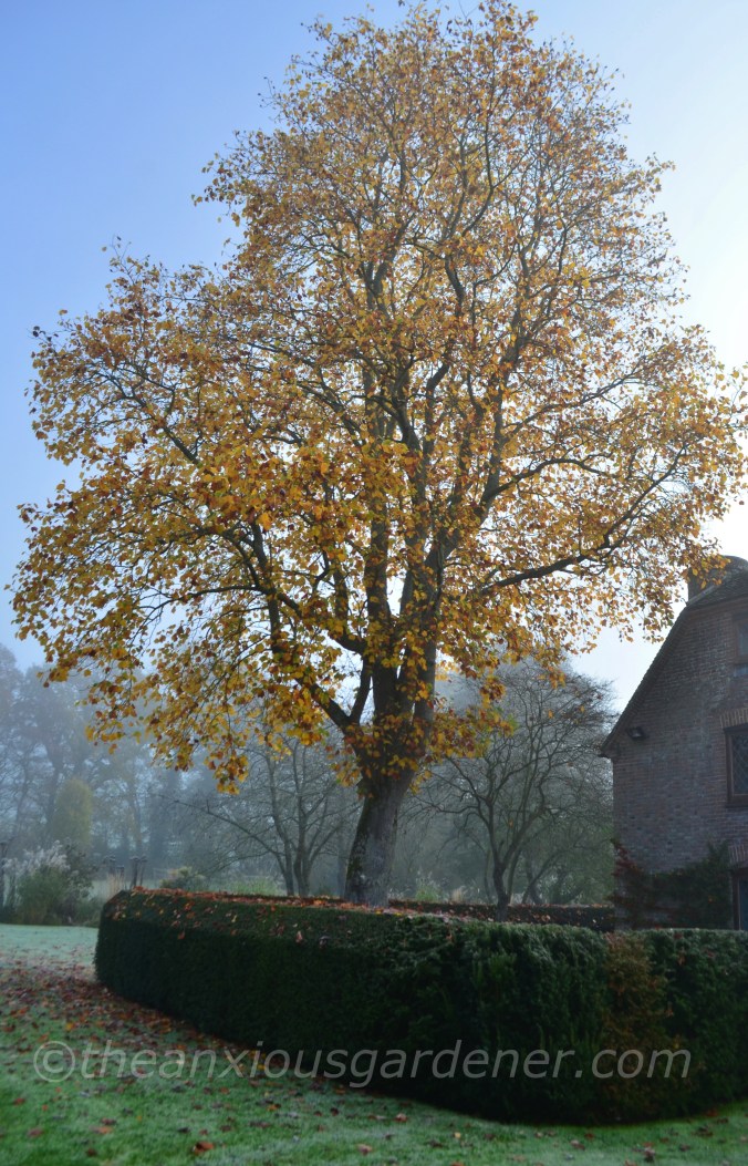 Tulip Tree Liriodendron tulipifera (6)