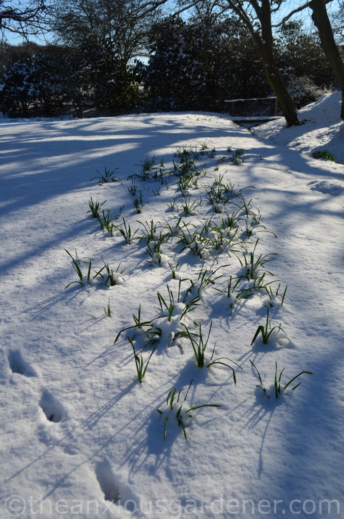 Snow over the Priory (14)
