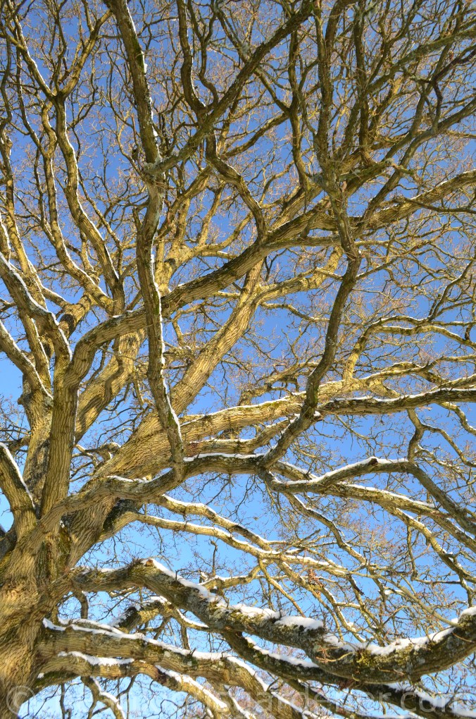 Snow over the Priory (15)