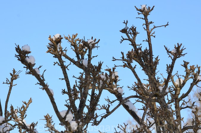 Snow over the Priory (16)