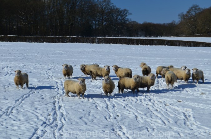 Snow over the Priory (18)