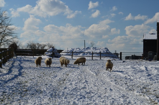 Snow over the Priory (19)