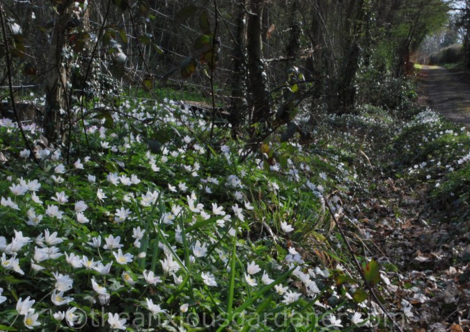 Anemone nemorosa (1)
