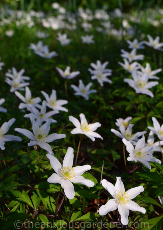 Anemone nemorosa (4)