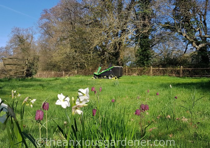 Fritillaria meleagris (1)