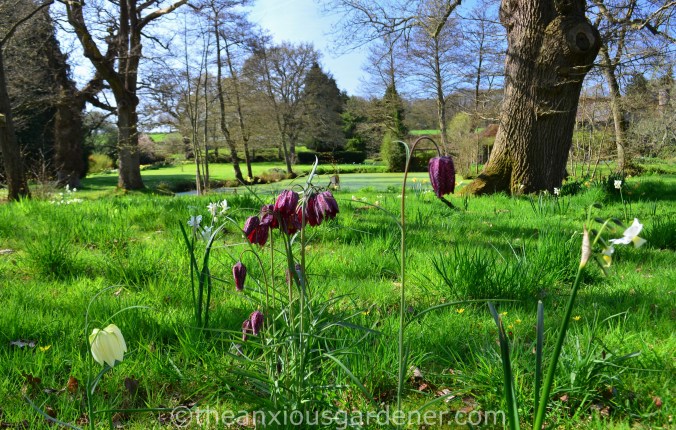 Fritillaria meleagris (10)