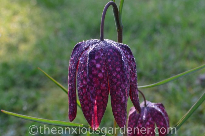 Fritillaria meleagris (2)