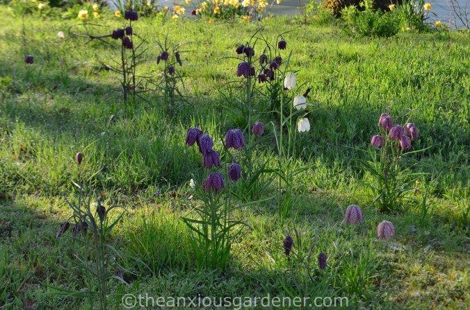 Fritillaria meleagris (3)