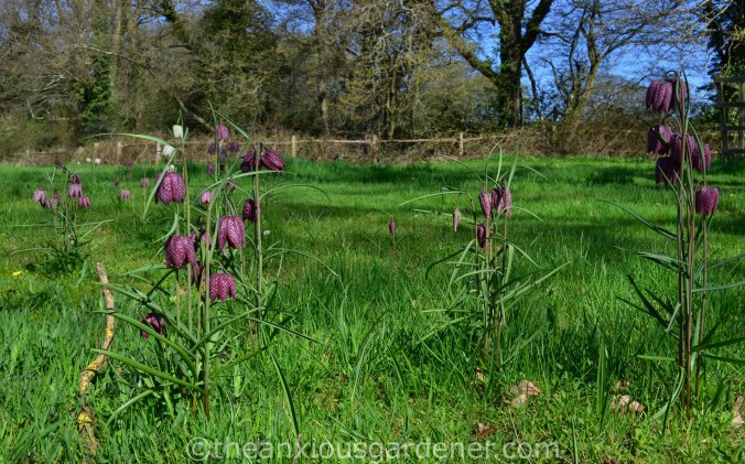 Fritillaria meleagris (7)