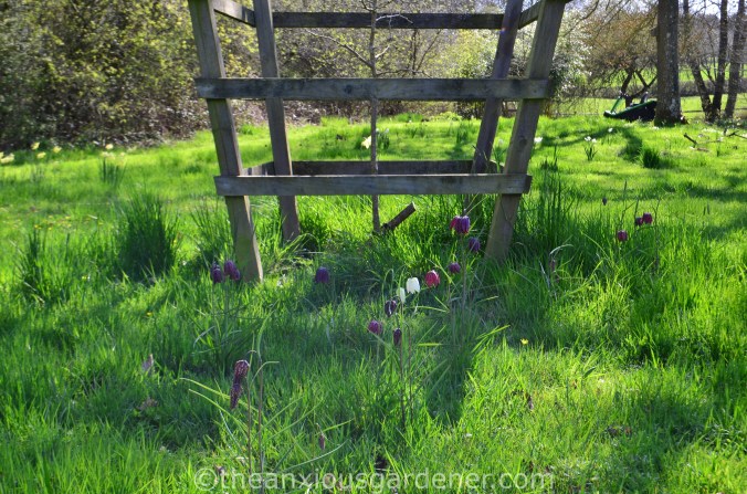 Fritillaria meleagris (8)