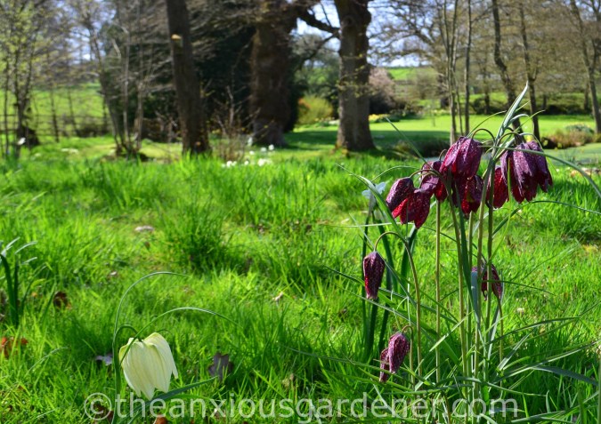 Fritillaria meleagris (9)