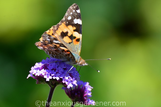 Butterfly Painted Lady (1)
