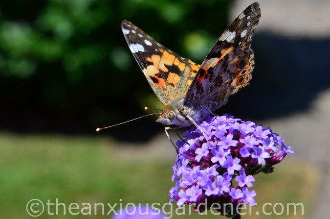 Butterfly Painted Lady (2)