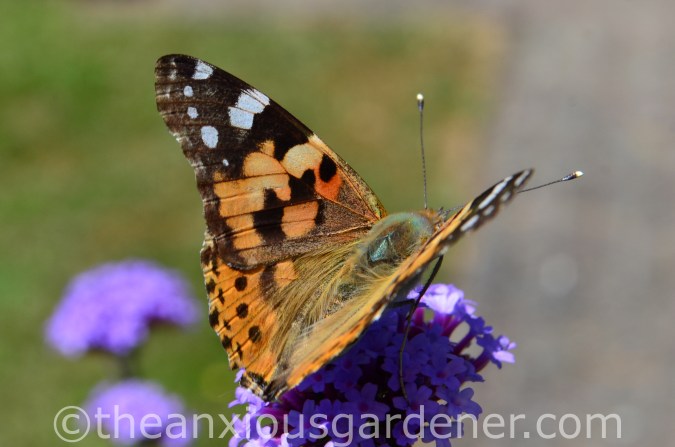 Butterfly Painted Lady (3)