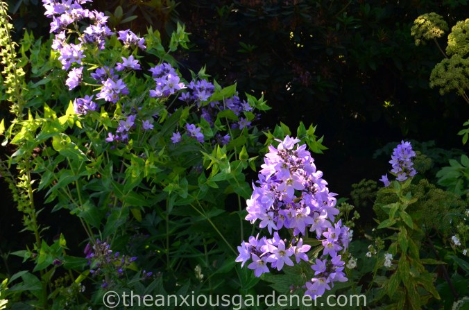 Campanula lactiflora ‘Pritchard_s Variety (1)