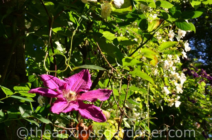 Clematis 'Crimson King' (2)