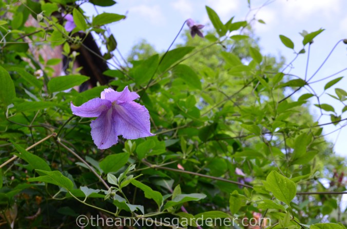 Clematis ‘Betty Corning_ (1)
