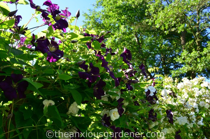 Clematis ‘Etoile Violette_