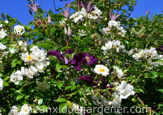 Clematis ‘Warsawska Nike_ (1)