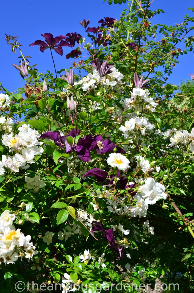 Clematis ‘Warsawska Nike_ (2)