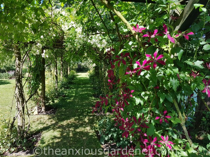 Clematis 'Empress Amy Lai' (2)