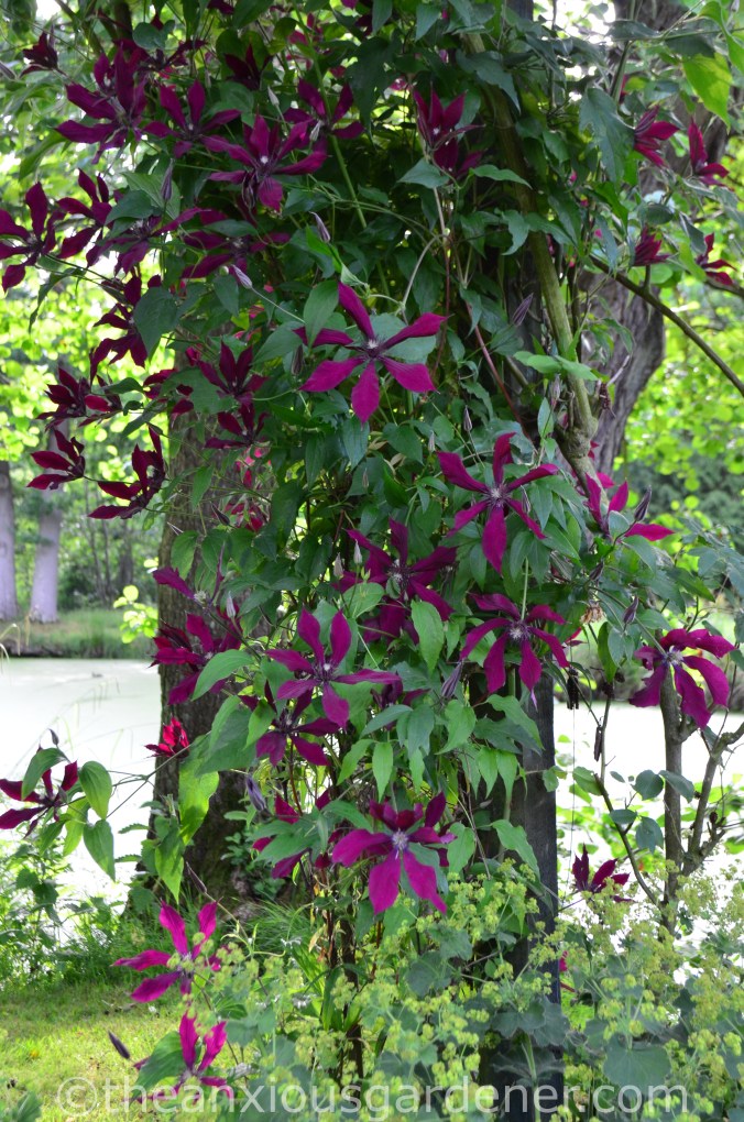 Clematis 'Empress Amy Lai'
