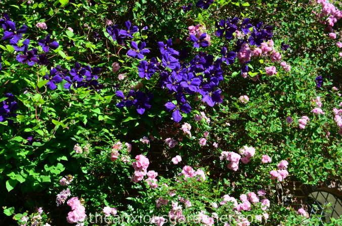 Clematis Jackmanii (1)