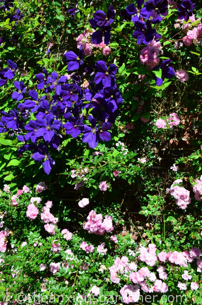 Clematis Jackmanii (2)