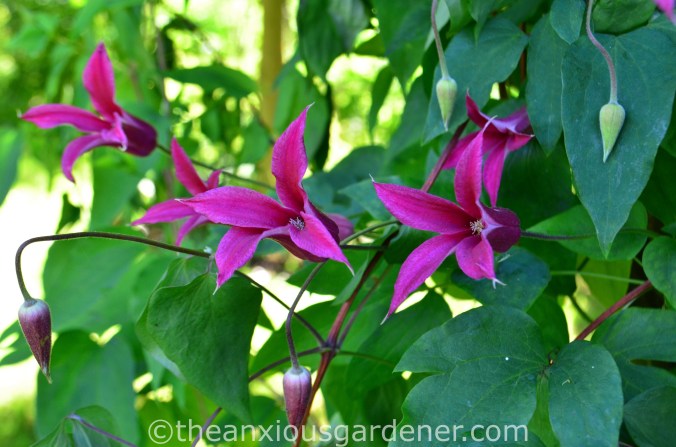 Clematis 'Princess Diana'