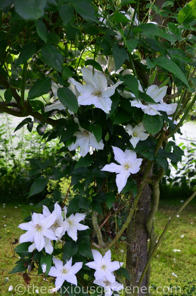 Clematis 'Roko-Kolla'
