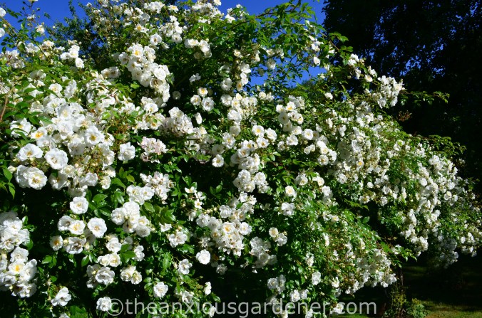 Rosa ‘Sander_s White_ (1)