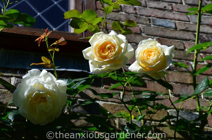 Rosa 'Madame Alfred Carrière'