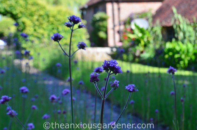 Verbena bonariensis (1)