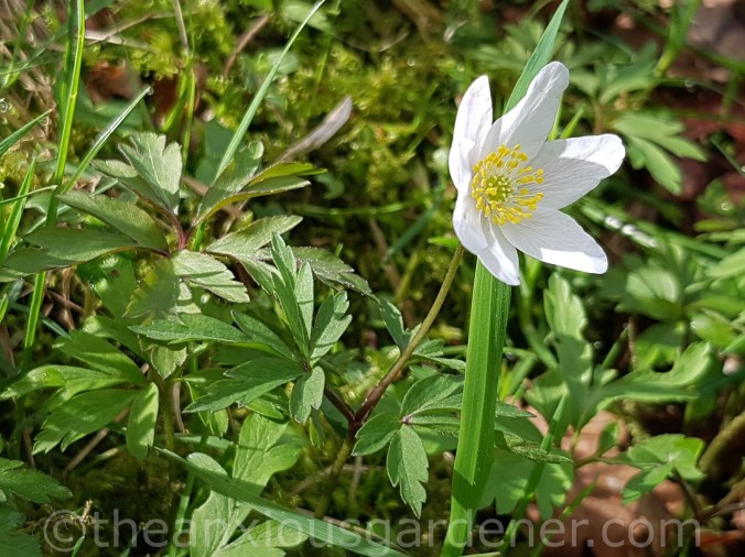 Wood anemone