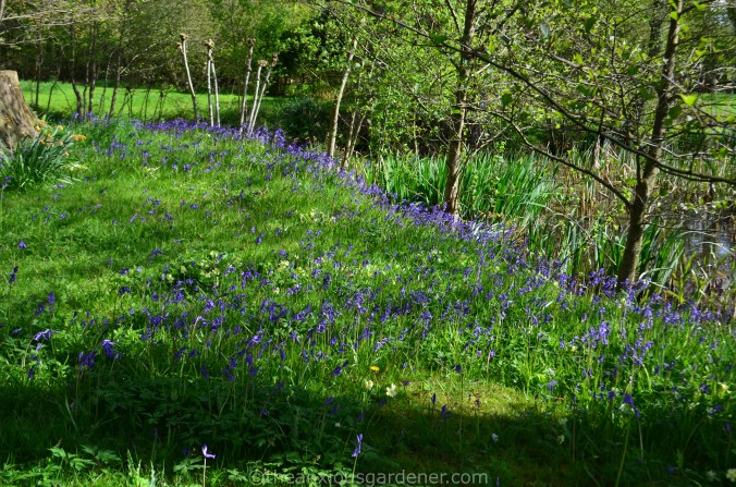 Bluebells