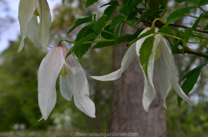 Broughton Bride clematis (2)