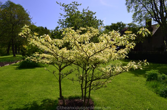 Cornus controversa ‘Variegata_